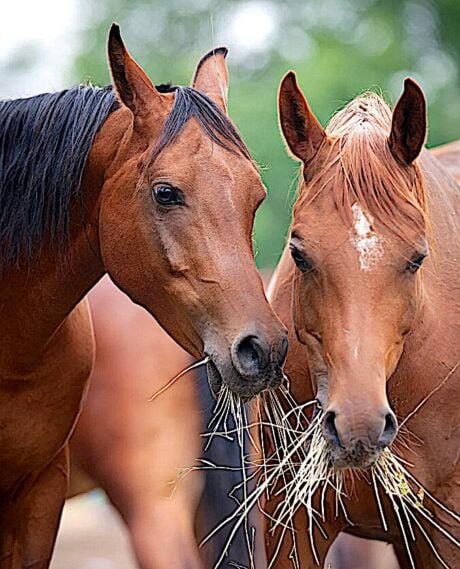 <strong>COURSE</strong> Holistic Nutrition for Horse Owners
